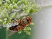 Eristalodes taeniops canariensis fin!!!