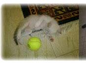 Reto Hacer contribución refugio animales.