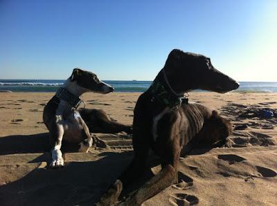 La rehabilitación de tu perro y tus expectativas