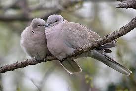 ¿Qué simboliza soñar con tórtolas? sueño con tórtolas