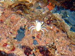 tubos lavas misteriosa 