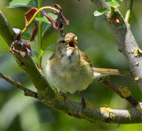 PHYLLOSCOPUS iBERICUS