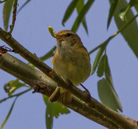 PHYLLOSCOPUS iBERICUS