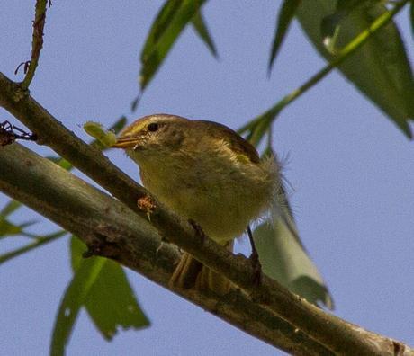 PHYLLOSCOPUS iBERICUS