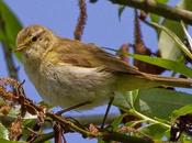 PHYLLOSCOPUS iBERICUS