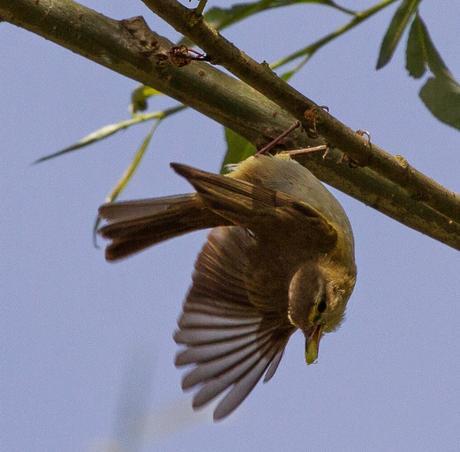 PHYLLOSCOPUS iBERICUS