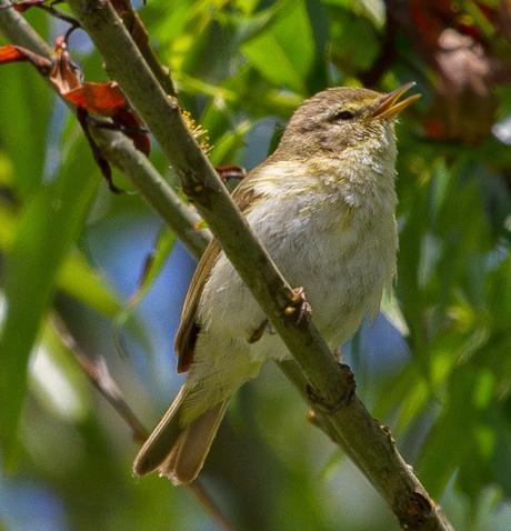 PHYLLOSCOPUS iBERICUS