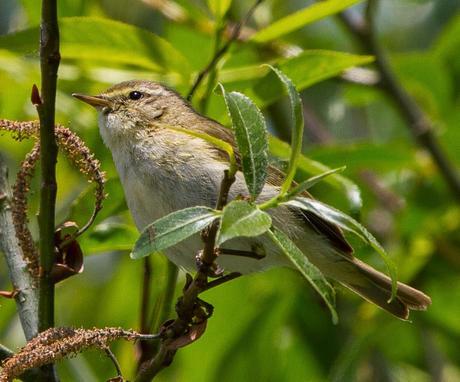 PHYLLOSCOPUS iBERICUS