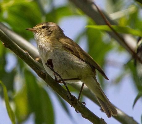 PHYLLOSCOPUS iBERICUS
