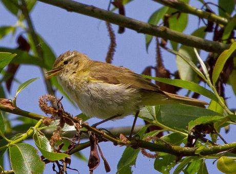 PHYLLOSCOPUS iBERICUS