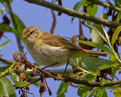 PHYLLOSCOPUS iBERICUS