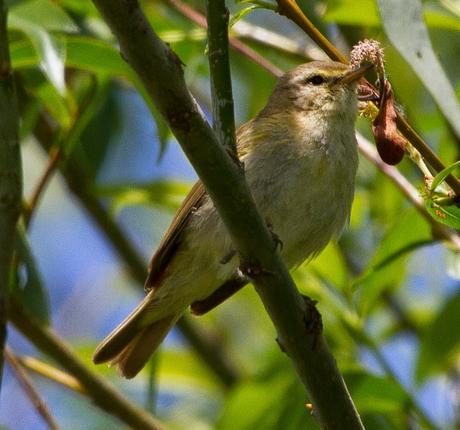 PHYLLOSCOPUS iBERICUS