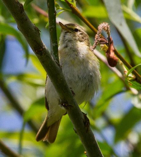 PHYLLOSCOPUS iBERICUS