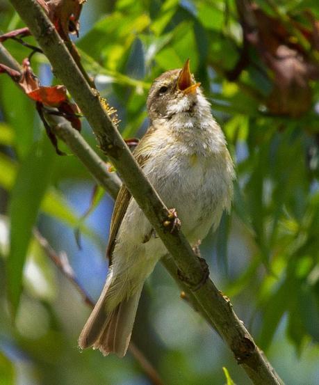 PHYLLOSCOPUS iBERICUS