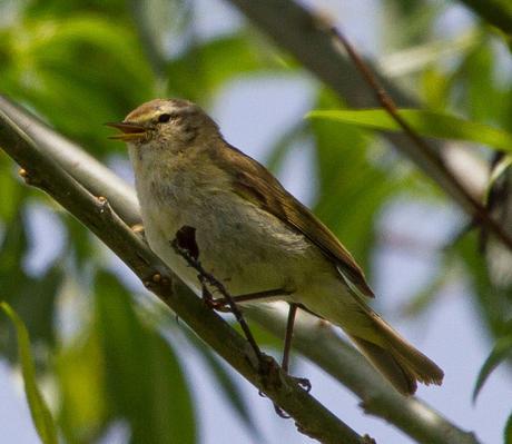 PHYLLOSCOPUS iBERICUS