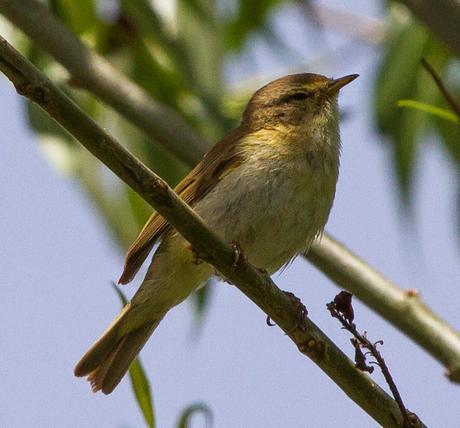 PHYLLOSCOPUS iBERICUS