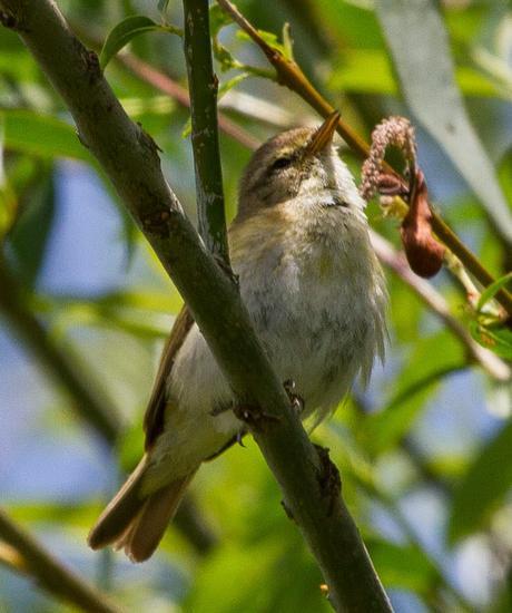 PHYLLOSCOPUS iBERICUS