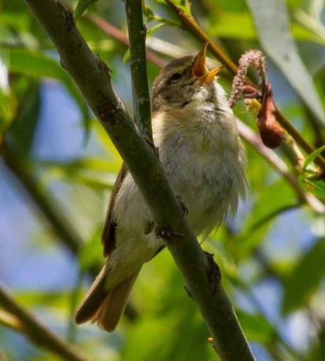 PHYLLOSCOPUS iBERICUS