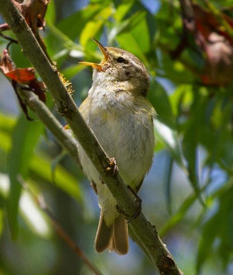 PHYLLOSCOPUS iBERICUS