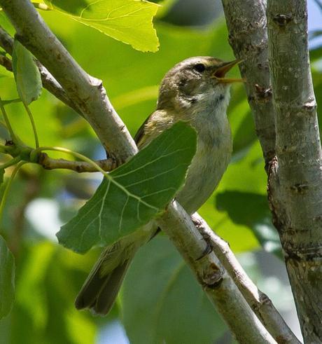 PHYLLOSCOPUS iBERICUS