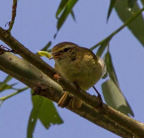 PHYLLOSCOPUS iBERICUS