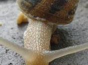 ¡Caracoles!