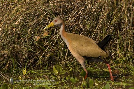 Ipacaá (Giant wood-Rail) Aramides ypecaha