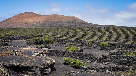 Las viñas del volcán