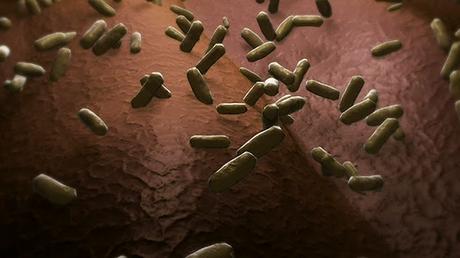 Elige bien a tu comensal... hoy con Bacillus cereus