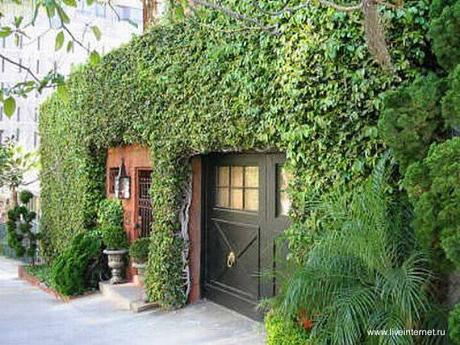 Plantas trepadoras en fachadas