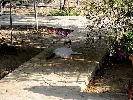 Gato en San Nicolás