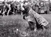 Conociendo Historia Sargento Stubby