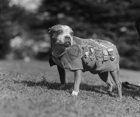 Conociendo la Historia – Sargento Stubby