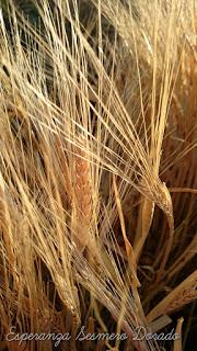 CAMPOS PARA COSECHAR