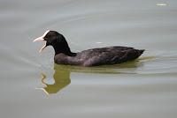 Fotografía de aves con SEO-Vanellus