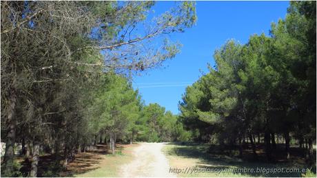 por el otro lado del barranco, entre pinos