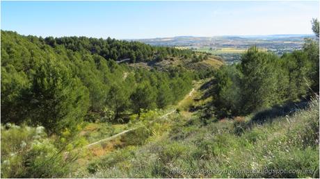 senda de bajada entre pinos