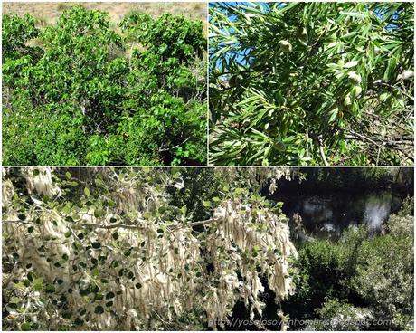 higueras, almendros, ...