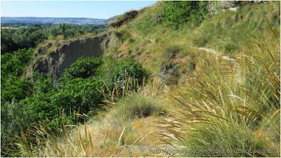 Correr en Rivas (Ruta 5): Sendas