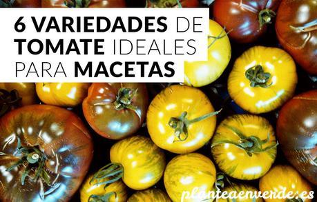 variedades de tomate para cultivar en maceta