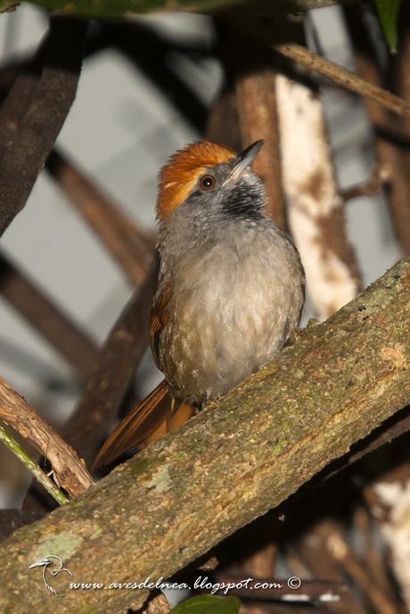 Pijuí corona rojiza (Rufous-capped Spinetail) Synallaxis ruficapilla