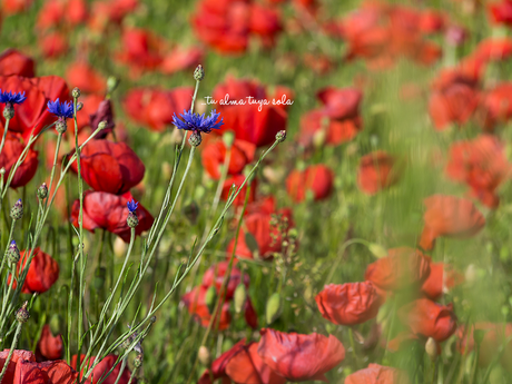 Inspiración natural en rojo