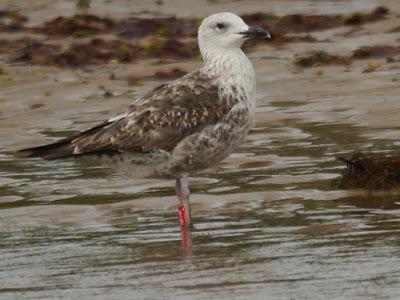 Una inglesa que decidió quedarse
