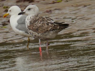 Una inglesa que decidió quedarse