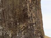 Urenga. moai cuatro manos. Rapa