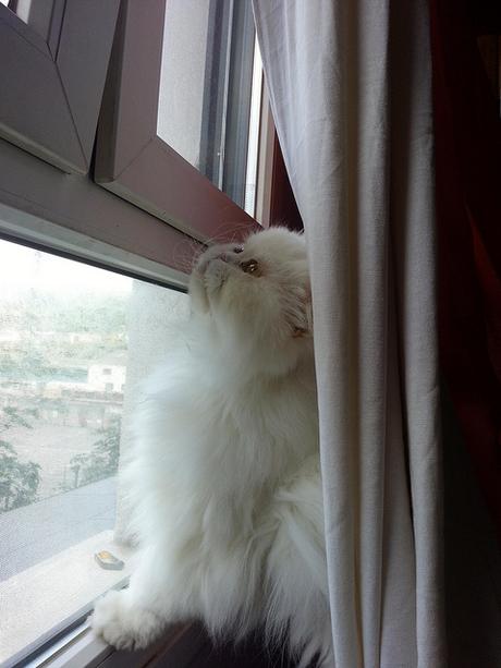 Androidografia Barakaldo 1742