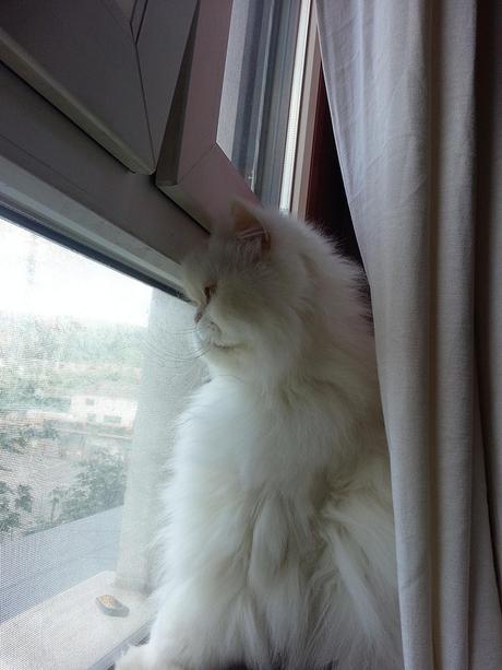 Androidografia Barakaldo 1743