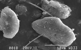 Aerosoles en la Tierra y en Marte Captura