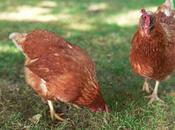 Como criar gallinas