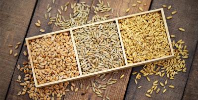 alimentacion gallinas